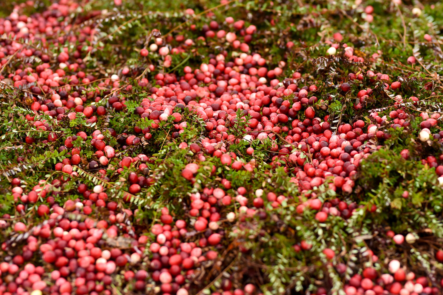 Cranberry Festival / #CanadaDo / New Brunswick Festivals 